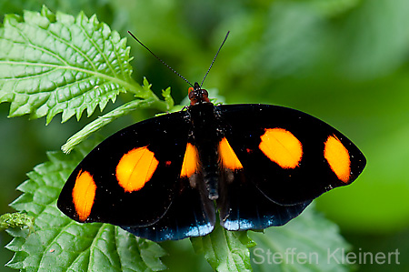 178 Feinschmecker - Catonephele numila